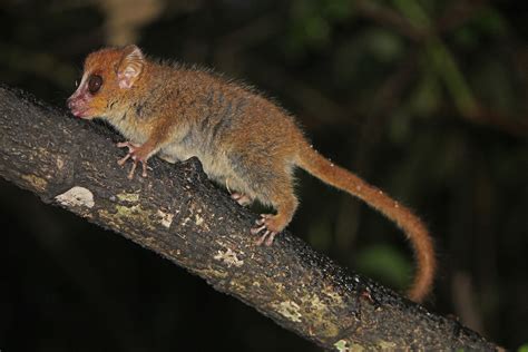 1 Rufus Brown Mouse Lemur Microcebus Rufus Ranomafana Flickr