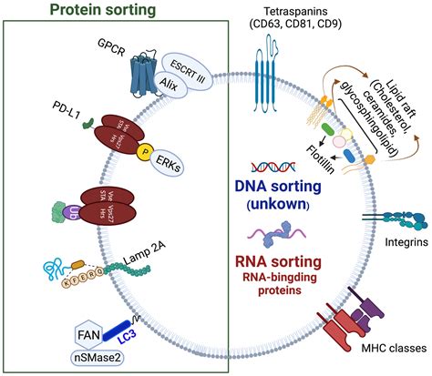 The Machinery Of Exosomes Biogenesis Release And Uptake Exosome Rna