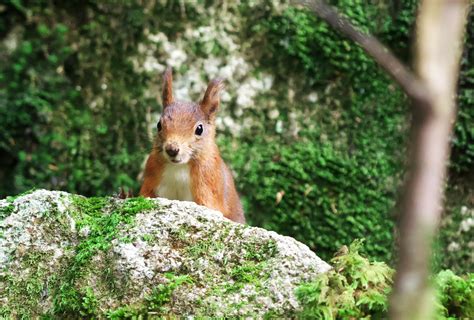 kuck mal Foto & Bild | tiere, wildlife, säugetiere Bilder auf fotocommunity