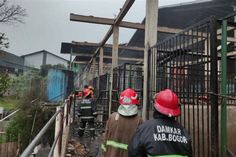 9 Kuda Mati Terpanggang Dalam Kebakaran Di Ciampea Bogor