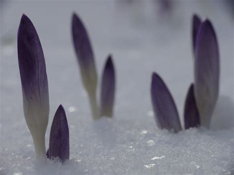 Immer wieder kommt ein neuer Frühling