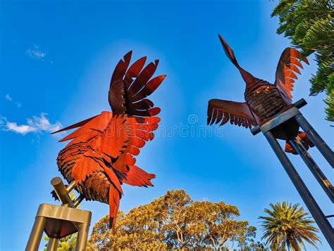 Pelican Metal Sculptures Rose Bay Australia Editorial Stock Photo