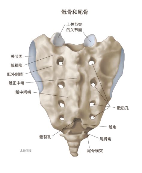 骶骨和尾骨（后上面观） 医学插画