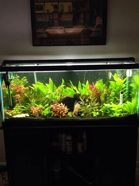 75 Gallon Aquarium Light Chitos Aquairium Fish