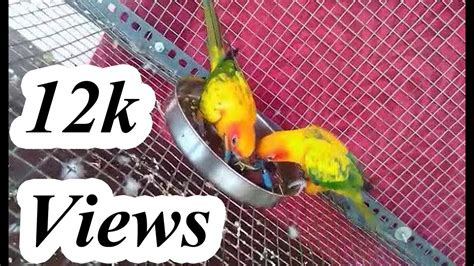 Sun Conure Breeding Setup Behaviers And Eggs Youtube