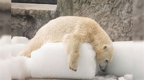 Polar Bear Shot Dead For Wounding German Cruise Ship Worker News18