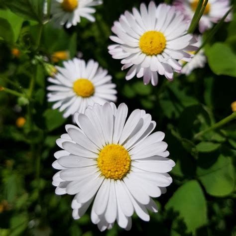 Graines Et Plantes Vente Graines D Arbre Et Semences En Ligne