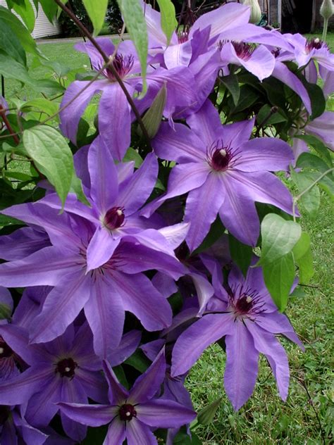 Blue Ravine Clematis 5 Sylvana Flickr