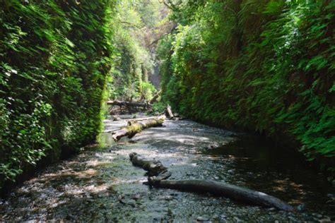 Fern Canyon Jurassic Park Pictures | Download Free Images on Unsplash