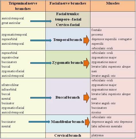 The Proprioception in the Muscles Supplied by the Facial Nerve | IntechOpen