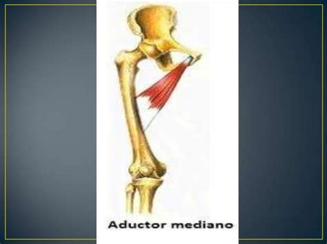 Compartimiento Anterior Y Medial Del Muslo Ppt