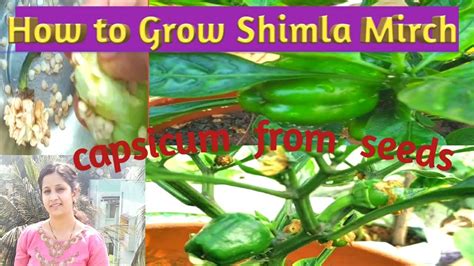 How To Grow Shimla Mirch From Seeds Growing Capsicum At Terrace Garden Growing Shimla Mirch In