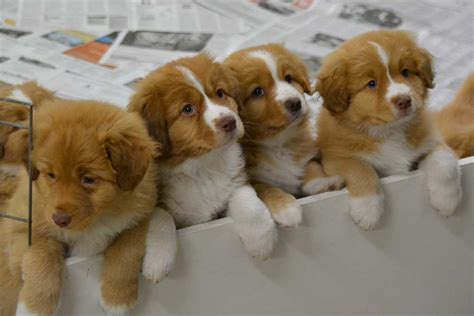 Buying a Toller Puppy | Nova Scotia Duck Tolling Retriever Club of ...