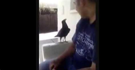 Птица говорит fuck you Пикабу