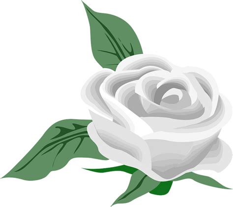 White Rose clipart. Free download transparent .PNG Clipart Library ...