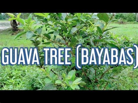 Guava Tree Bayabas In Philippines Youtube