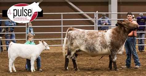 San Angelo Stock Show Shorthorn Junior Show Senior Heifers The Pulse