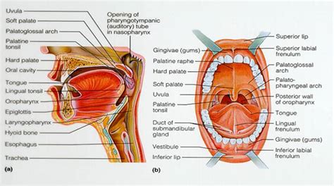 Biology Diagrams,Images,Pictures of Human anatomy and physiology: Human ...