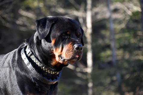 Rottweiler Dog Pet Free Photo On Pixabay Pixabay