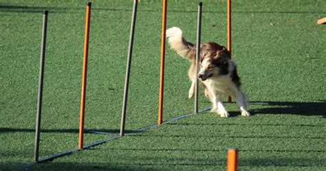 10 Tips for Training a Dog—Most Important Dog Training Rules | PetPlate