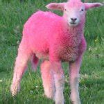 pink sheep Meme Generator - Imgflip