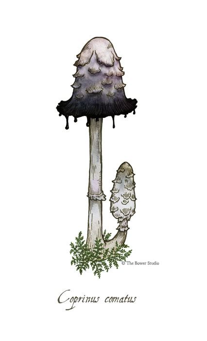 Scientific Illustration | thebowerstudio: Shaggy Ink Cap Mushroom Another...