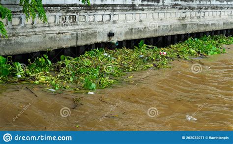 Eichhornia Crassipes Or Common Water Hyacinth And Many Garbage On