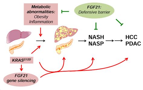 Figure 1 From FGF21 In Obesity And Cancer New Insights Semantic Scholar