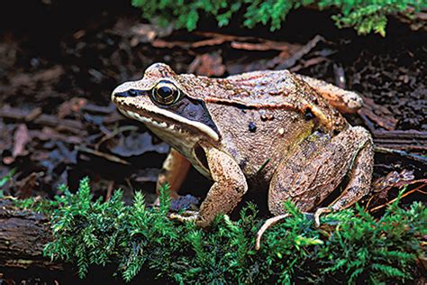 Alaskan Wood Frog Facts, Habitat, Diet, Adaptations, Pictures