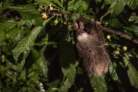 Two-Toed Sloth | Sean Crane Photography