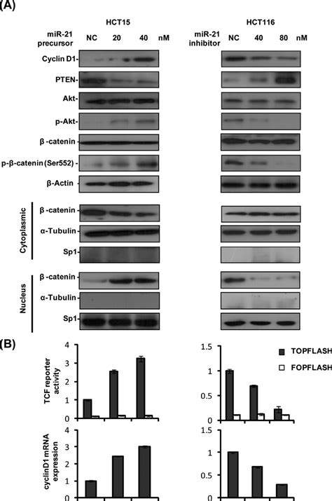 Mir 21 Promotes β Catenintcf Transcriptional Activity In Colon Cancer Download Scientific