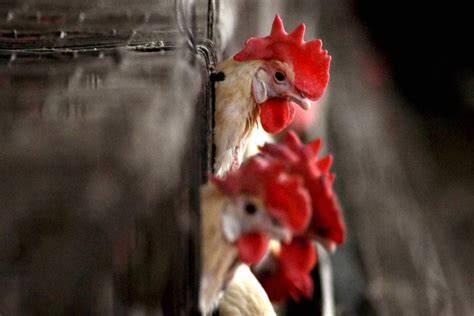 Explained Amid Avian Influenza Scare A Look At How Chickens Ducks