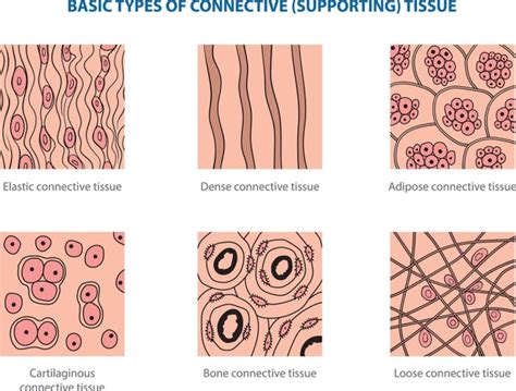 Connective Tissue Diagram Shop Cheapest | www.gbu-taganskij.ru