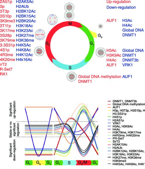 Histone Dynamics Across The Cell Cycle Histone Marks And Download