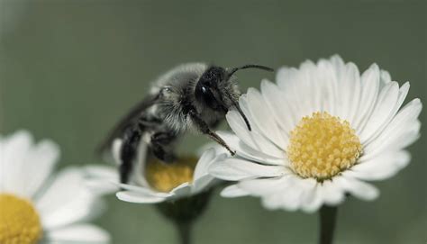 Steckbrief Wildbienen Deutsche Wildtier Stiftung