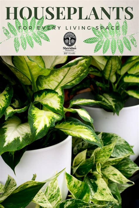 Houseplants Perfect For Every Living Space Learn Which Ones Are Best