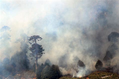 30 Incendios Forestales Se Han Registrado Hoy En El País Y Seis Siguen