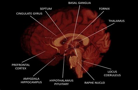 Neuroanatomy And Function Of Human Sexual Behavior A Neglected Or Unknown Issue Calabrò