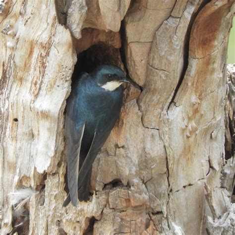 Mom Arrives Tree Swallow Burlington Ontario Canada Jan Mersey