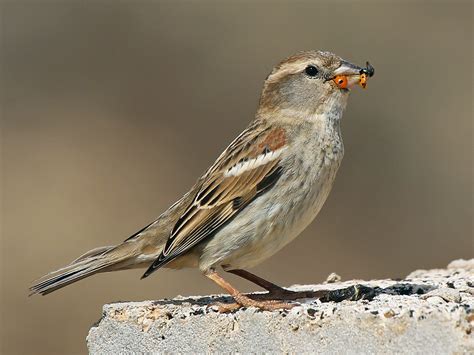 Female Sparrow