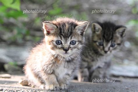 野ネコの子猫 写真素材 3392711 フォトライブラリー Photolibrary