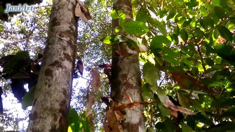 Hoya Plant In Its Natural Habitat Heart Of Borneo Youtube