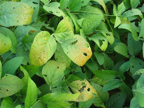 Identifying And Managing Foliar Fungal Diseases Of Soybean Land Grant