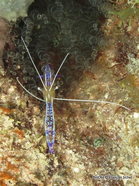 Crevette Nettoyeuse De Pederson Ancylomenes Pedersoni BioObs