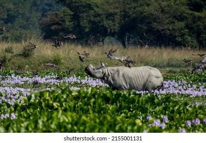 Habitat Photograph One Horn Rhino Stock Photo 2155001131 | Shutterstock