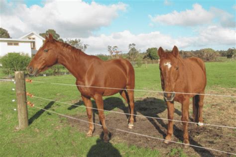 French Trotter: A Complete Breed Profile - Horse Wildlife