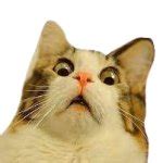 Surprised cat Meme Generator - Imgflip