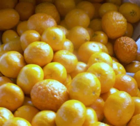 Mandarin Oranges In Season At Lucia Monk Blog