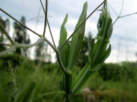 Breitbl Ttrige Platterbse Lathyrus Latifolius Im B Rgerpark