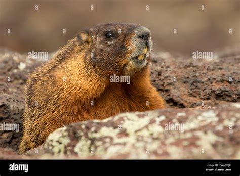 Yellow Bellied Marmot Marmota Flaviventris Thousand Springs State